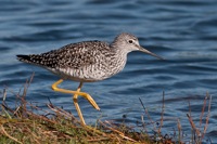 Lesser  Yellowlegs Merritt Island NWR, FL IMG_6015