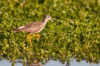 Lesser Yellowlegs Assateague State Park, VA IMG_6158