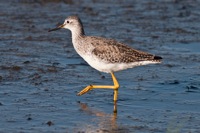 Lesser Yellowlegs Merritt Island NWR, FL IMG_5987