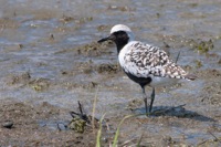 Black-bellied Plover Chincoteague NWR, VA IMG_1578