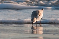 Sanderling False Cape State Park, VA IMG_7716