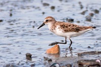 Semipalmated Sandpiper Mispillion Harbor Reserve, DE IMG_1162