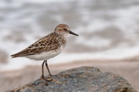 Semipalmated Sandpiper Port Mahon, DE IMG_0965