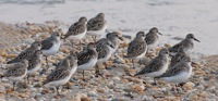 Semipalmated Sandpipers 