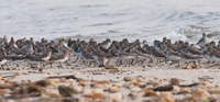 Semipalmated Sandpipers