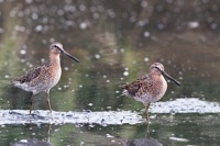 Short-billed Dowitchers Mispillion Harbor Reserve, DE IMG_1145