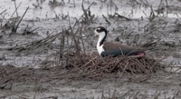 Black-necked Stilt Bombay Hook NWR, DE IMG_0788