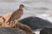 Willet Port Mahon, DE IMG_0973