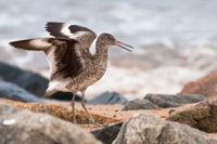 Willet Port Mahon, DE IMG_0994