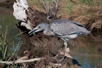 Yellow-crowned Night Heron Eastern Shore, VA IMG_6562