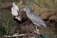 Yellow-crowned Night Heron Eastern Shore, VA IMG_6564