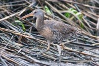 Clapper Rail Mispillion Harbor Reserve, DE IMG_1065