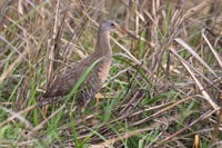 Clapper Rail Mispillion Harbor Reserve, DE IMG_1158