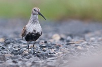 Dunlin Mispillion Harbor Reserve, DE IMG_0653